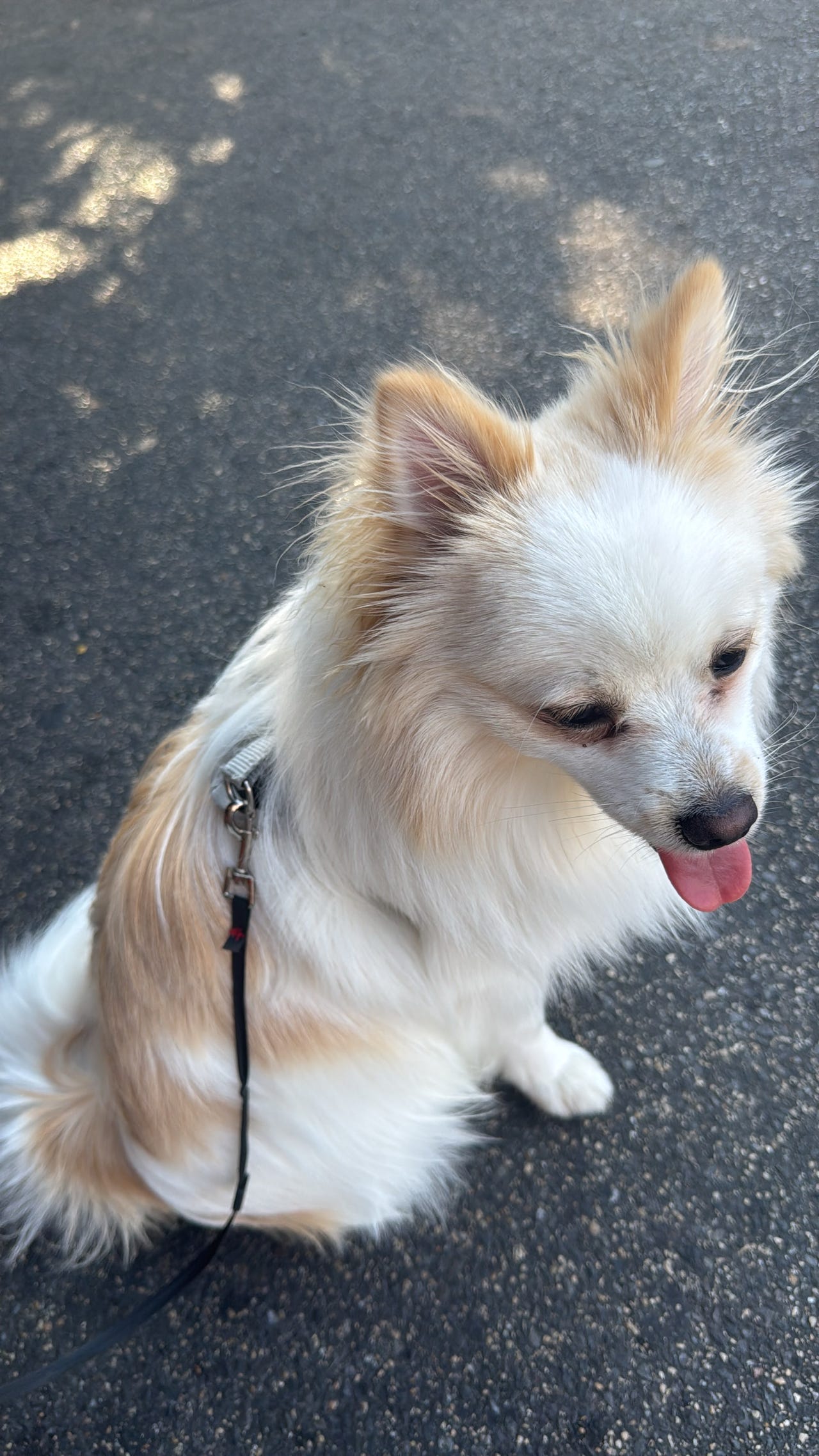 Pomeranian