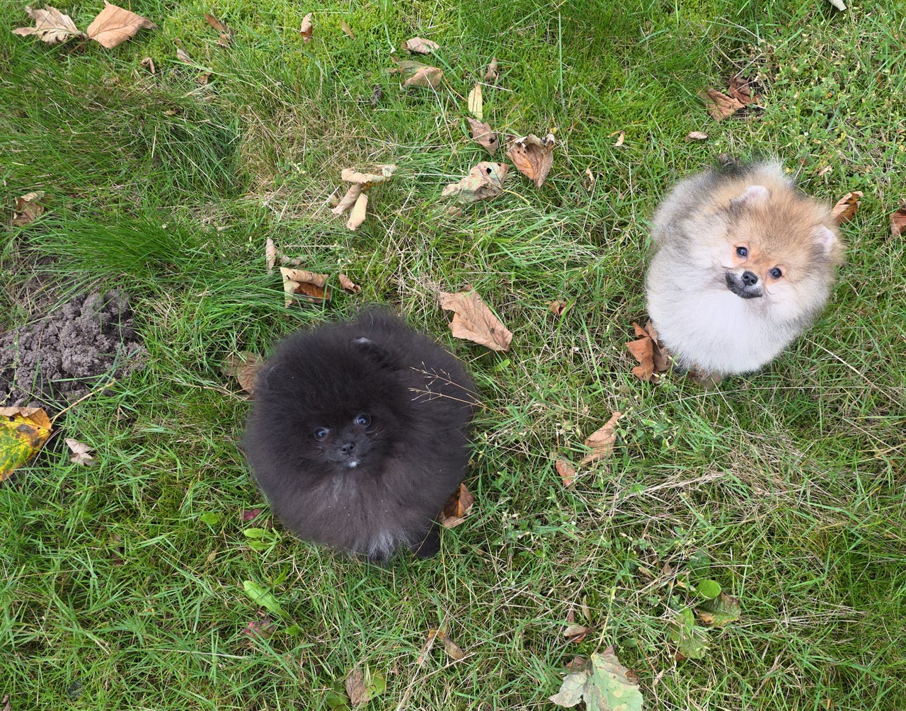 Pomeranian hvalpe | DBA