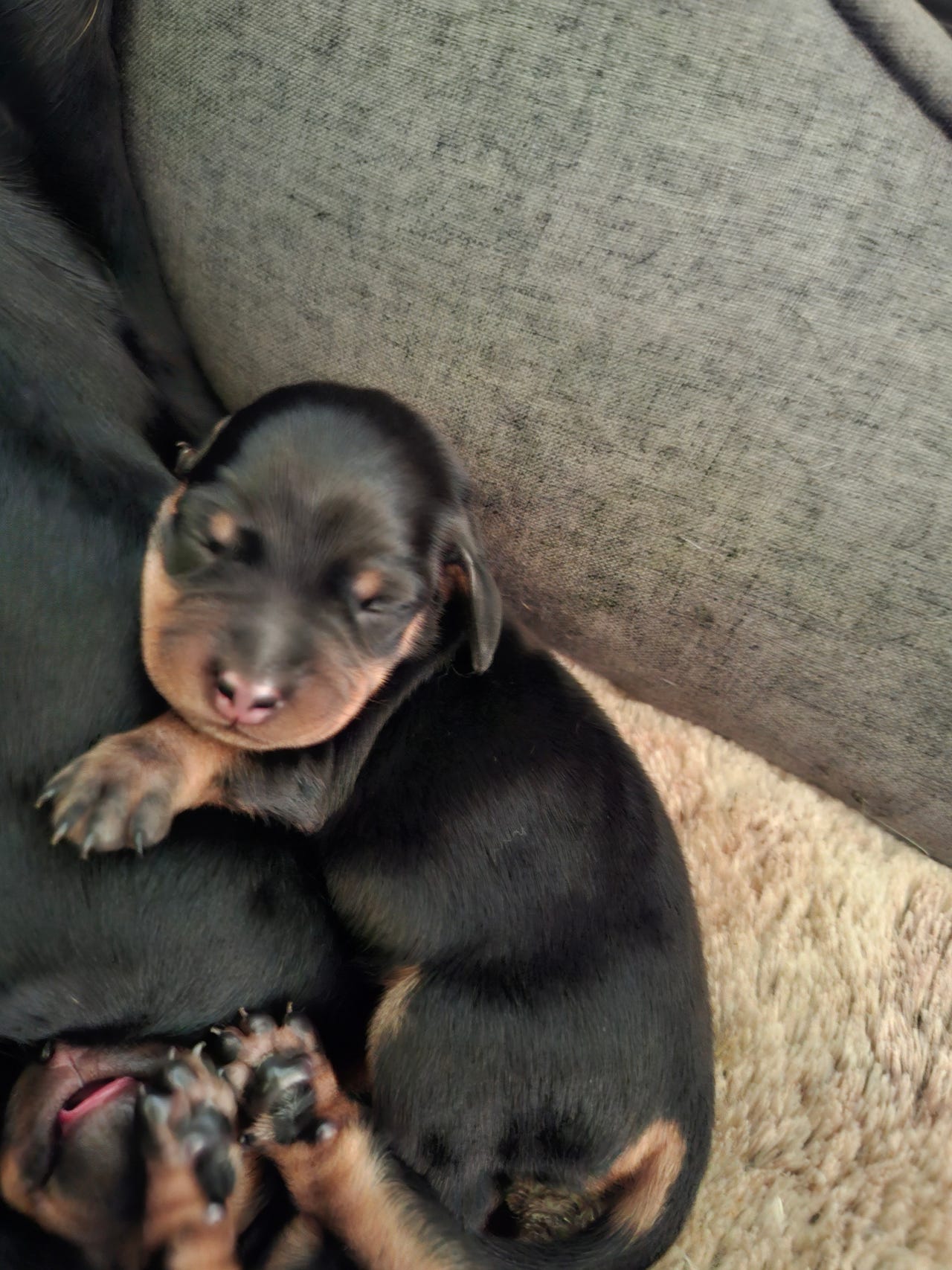 Gravhund