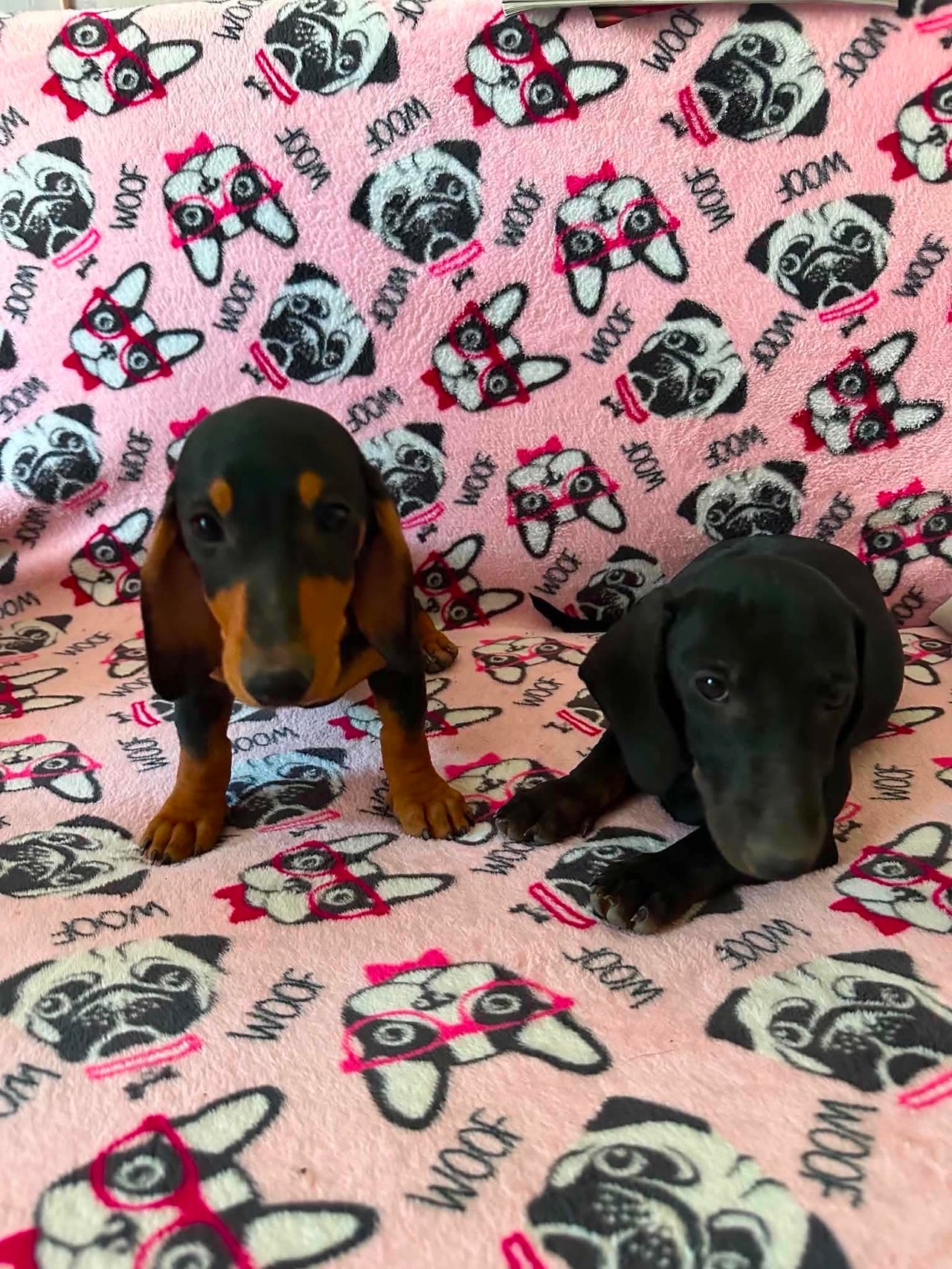 Gravhund