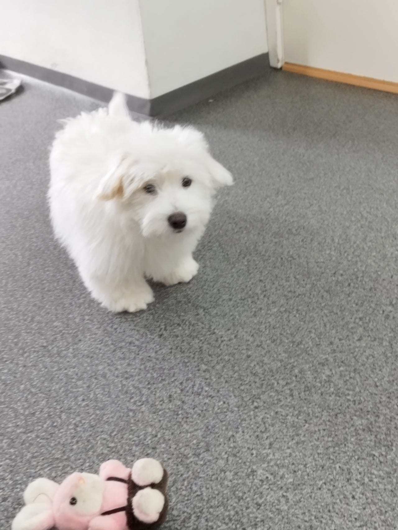 Coton de Tulear - Bomuldshund