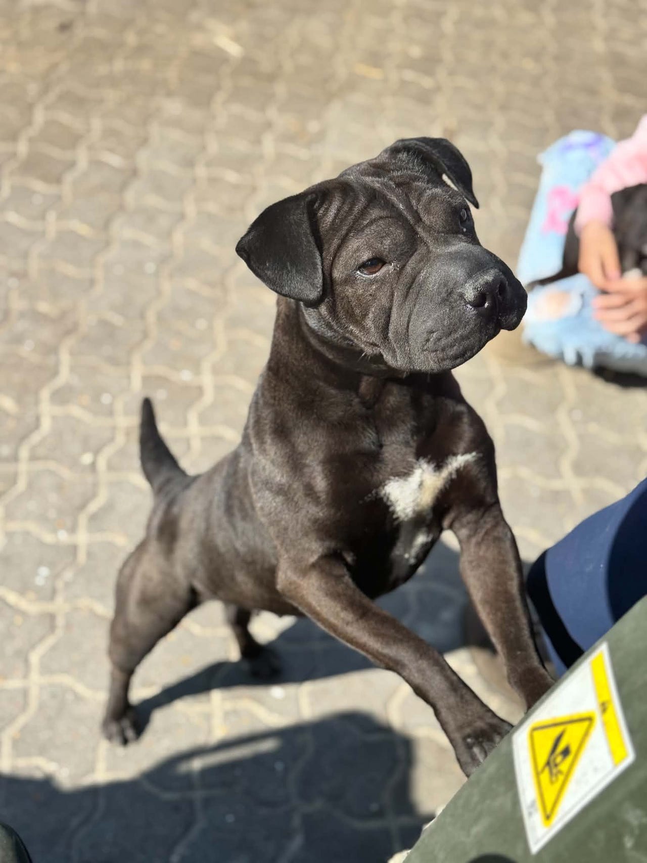 Shar pei