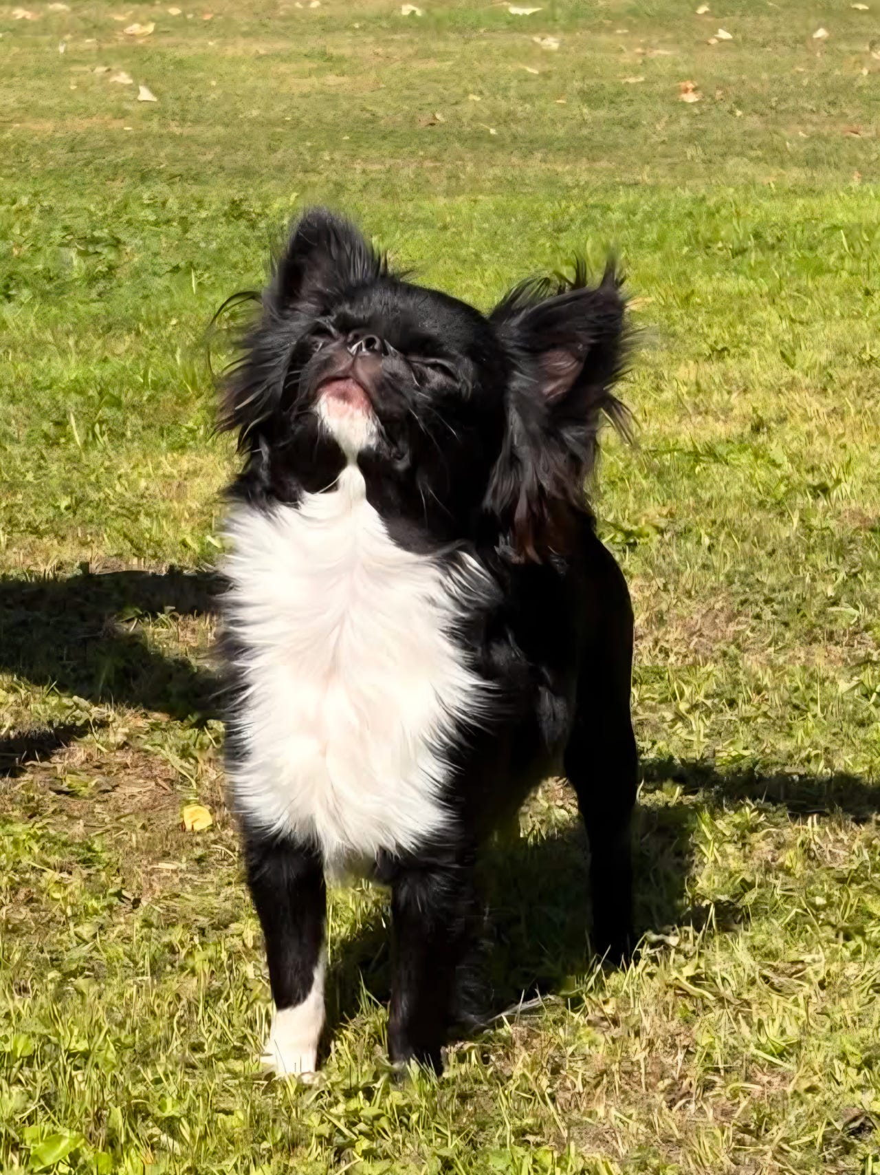 Chihuahua