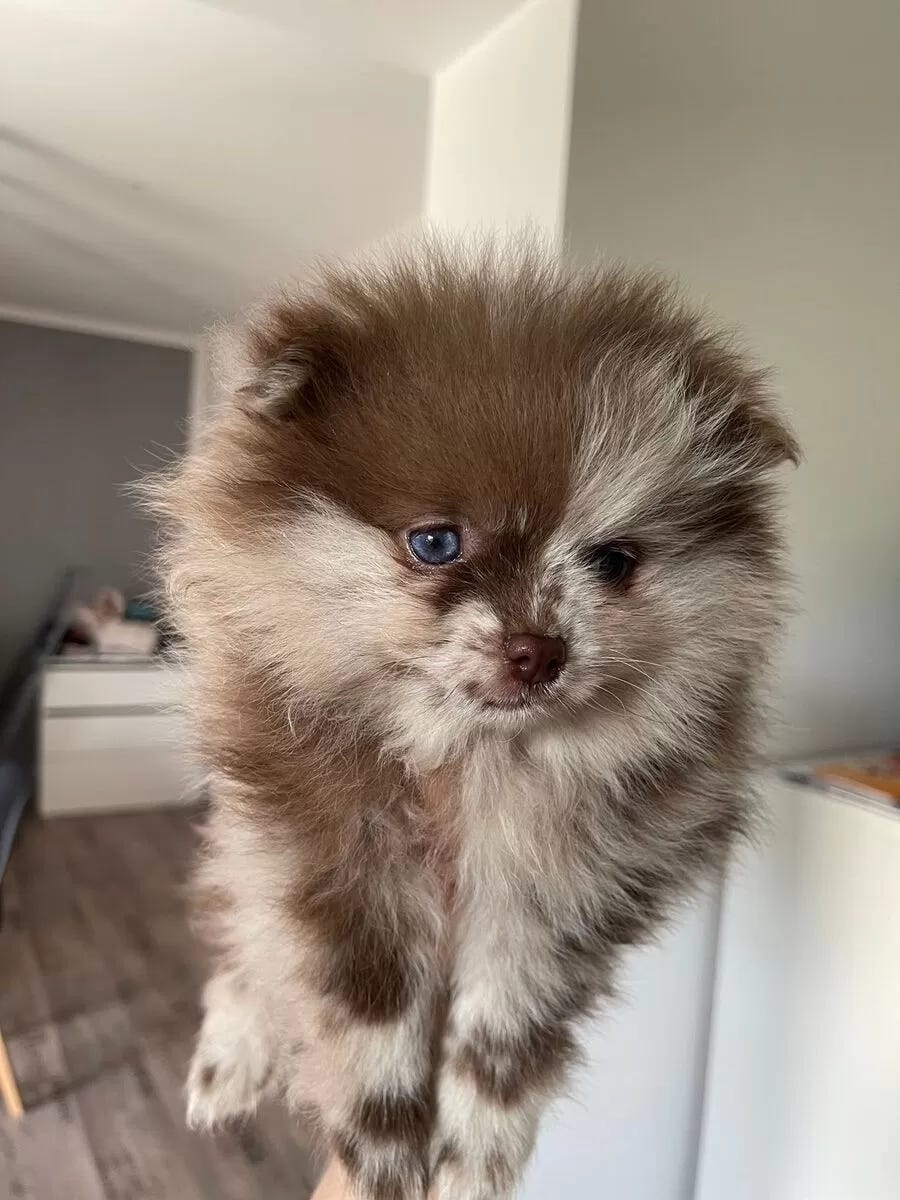 chokolade merle pomeranian pige | DBA