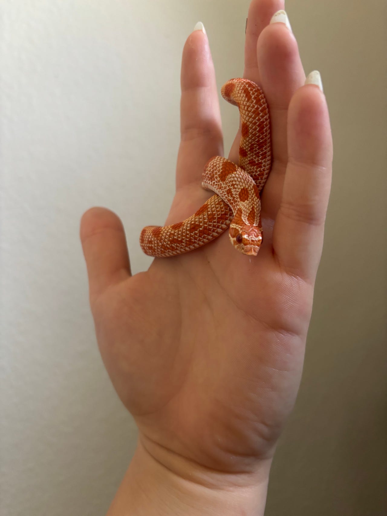 Extreme red albino 0.1 | DBA