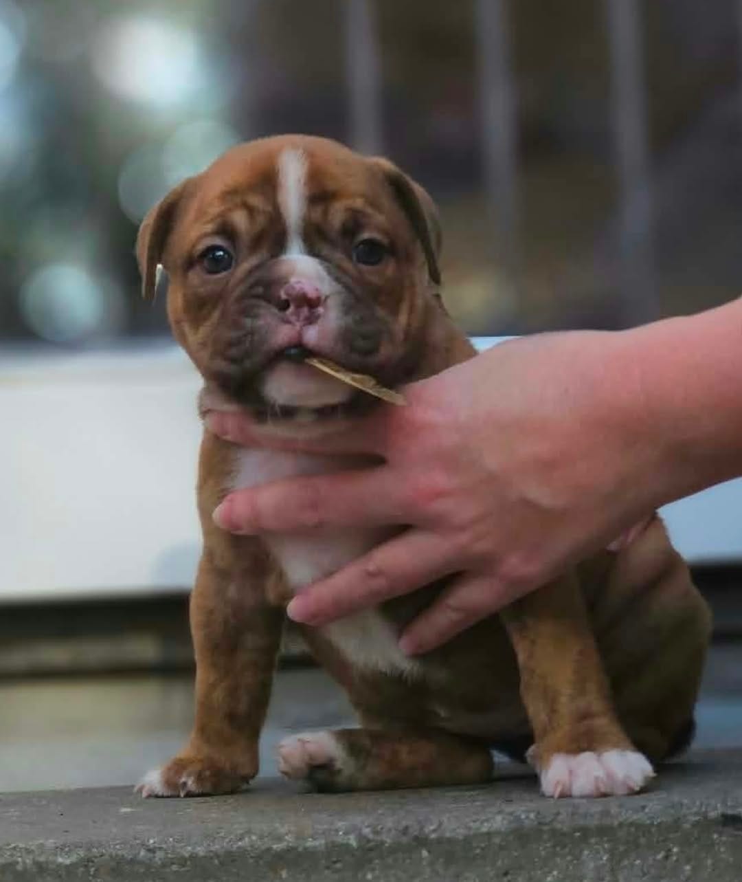 Old English Bulldog