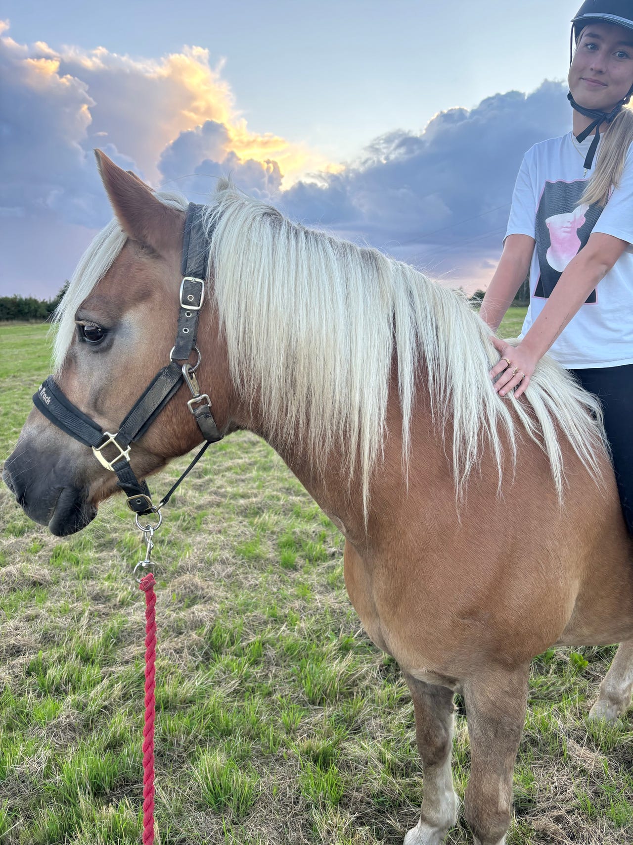Skøn haflinger til slag | DBA