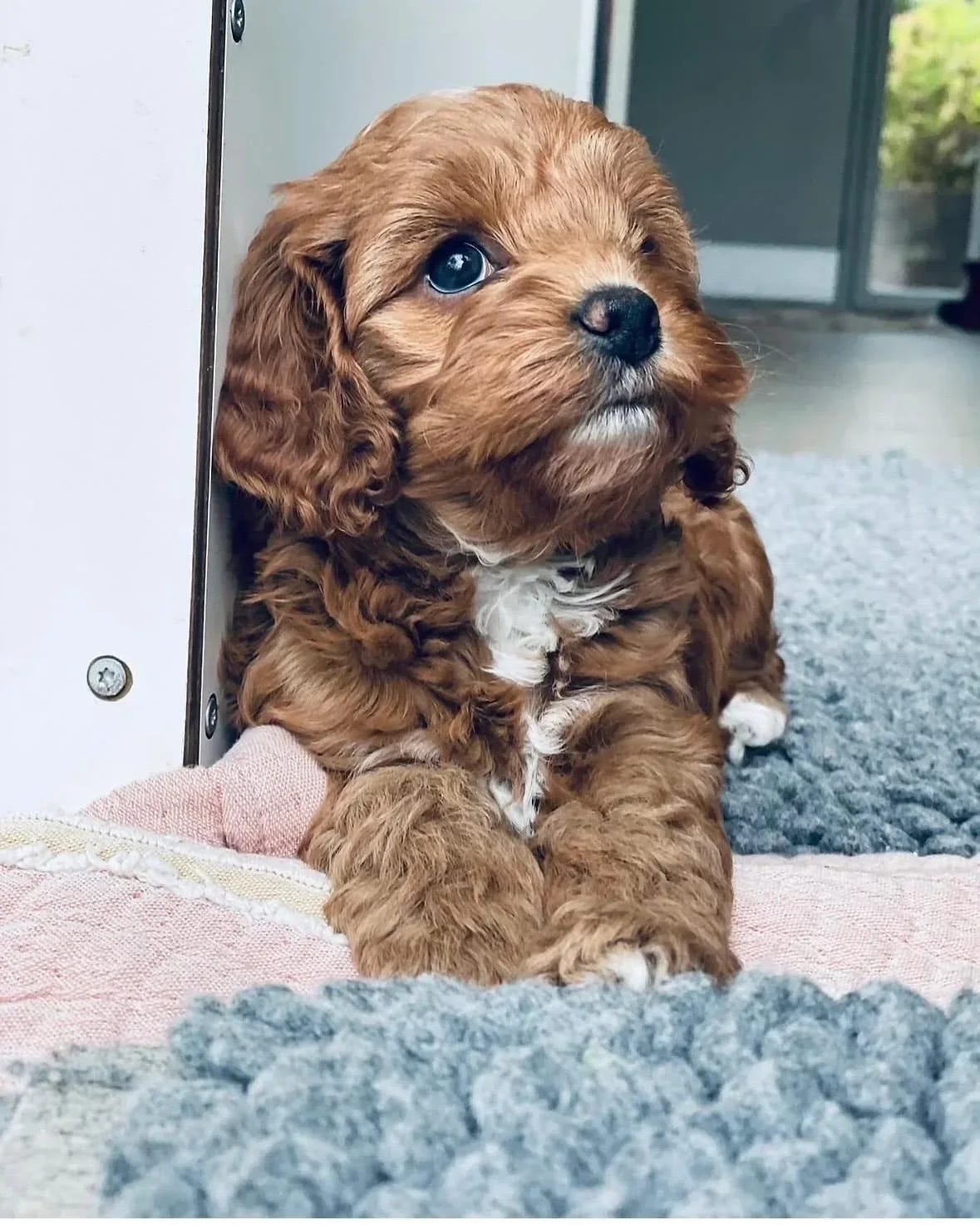 Cockapoo mini F1b | DBA