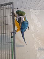 Miniaturebillede