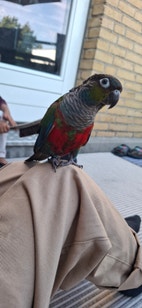 Miniaturebillede