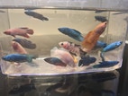 Miniaturebillede