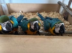 Miniaturebillede