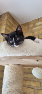 Miniaturebillede
