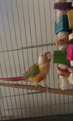 Miniaturebillede