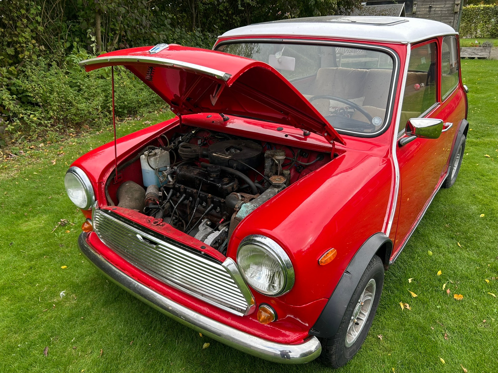 Morris Mascot – billede 9