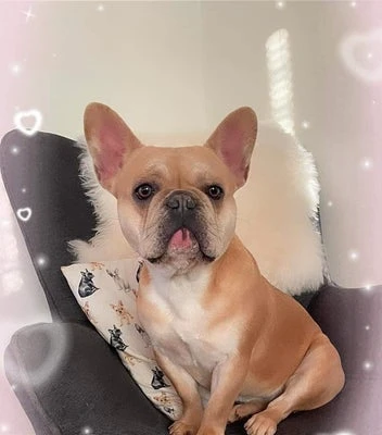 Bannerbillede for Kennel endless joy