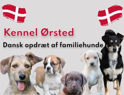 Forsidebillede til butikken Kennel Ørsted