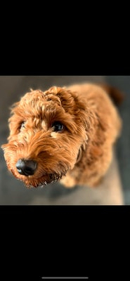 Forsidebillede til butikken HappyPuppyDk