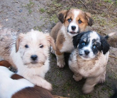 Forsidebillede til butikken Kennel Blanding