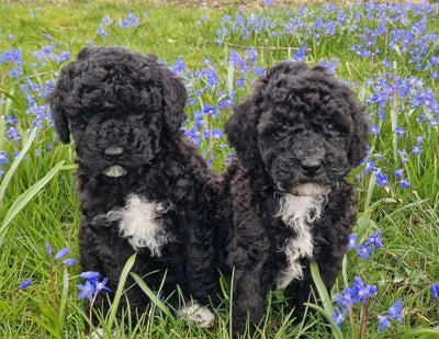 Forsidebillede til butikken Pudel opdræt 