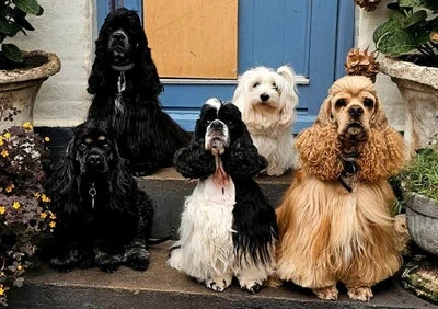 Forsidebillede til butikken Design Dogs By Grace