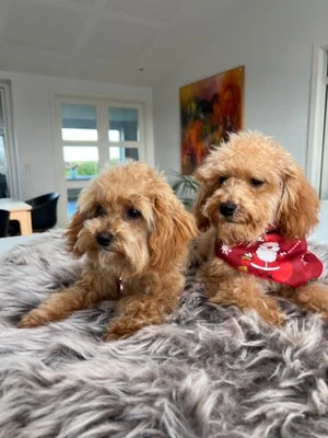 Forsidebillede til butikken Thydoodledoo