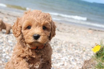 Forsidebillede til butikken Mapithorum Aps.