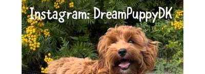 Forsidebillede til butikken DreamPuppy DK