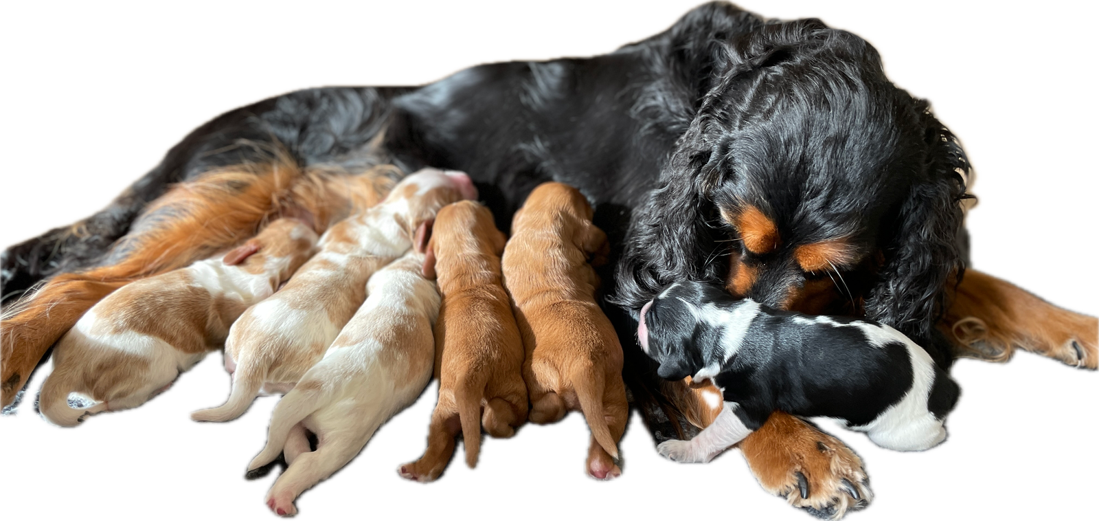 Forsidebillede til butikken Elmehøj /Lillebassumgaard