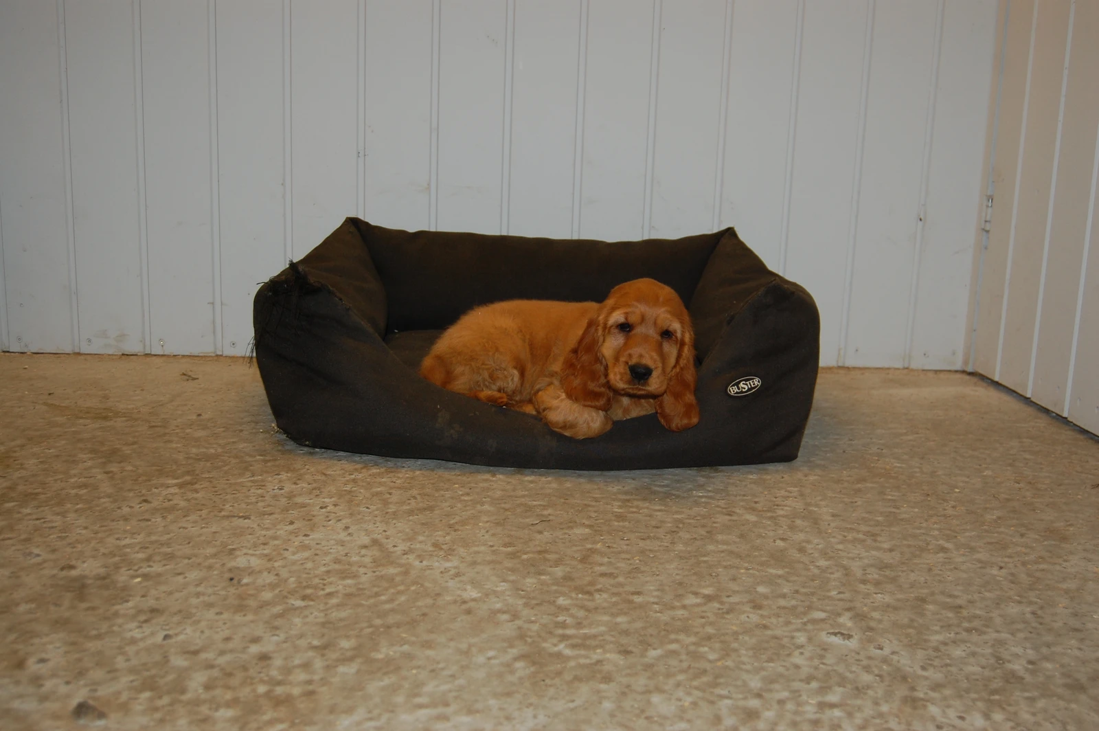 Forsidebillede til butikken Kennel Solstrålen