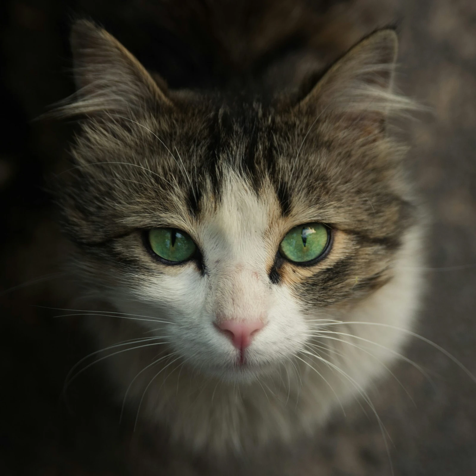 Forsidebillede til butikken Foreningen Red Katten
