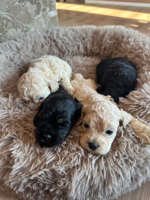 Cockapoo | Til salg | DBA