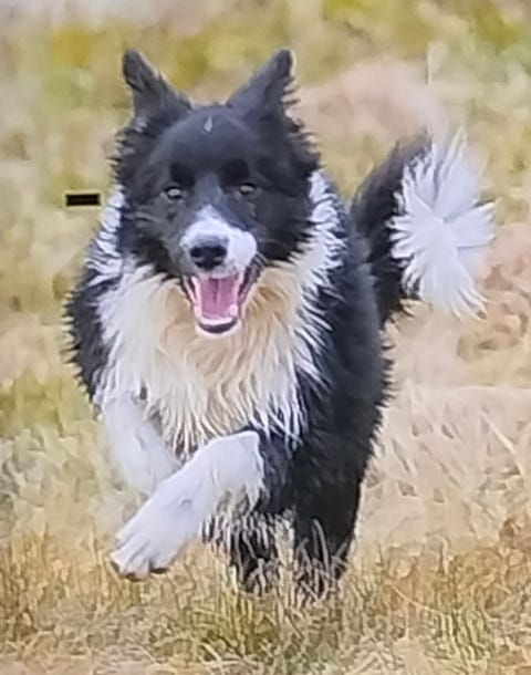 Border collie | Til salg | DBA