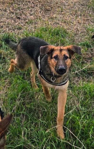Schæfer hund | Hunde | Til salg | DBA