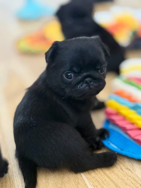 Mops | Til salg | DBA