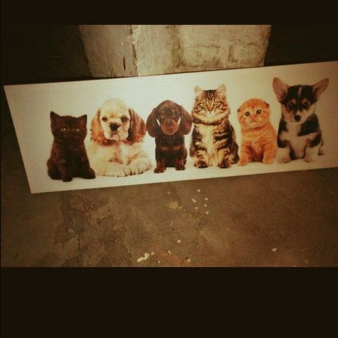 Annoncebillede