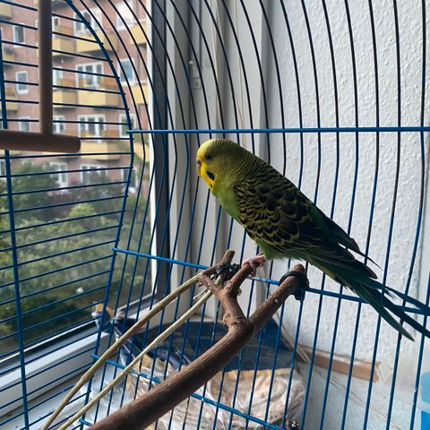 Annoncebillede