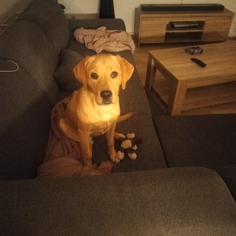 Annoncebillede