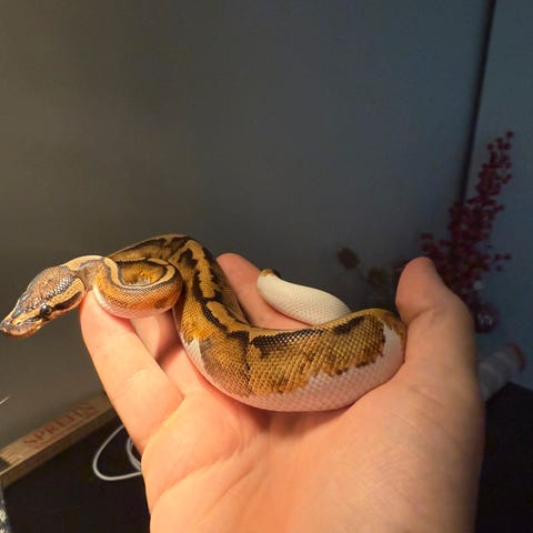 1.0 Kongepython - Nyborg | DBA