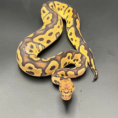 Kongepython | DBA