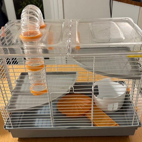 View of Hamster bur | DBA