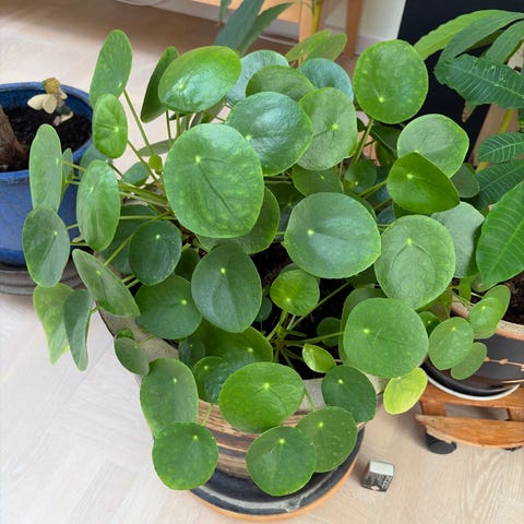 Pilea peperomioides kinesisk pengeplante stor grøn stueplante | DBA