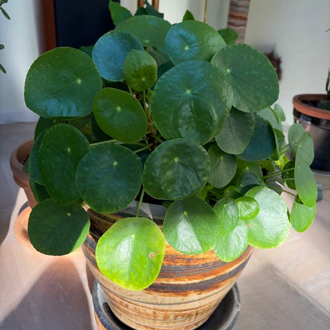 Pilea peperomioides kinesisk pengeplante stor grøn stueplante | DBA