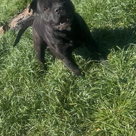 Flot sort labrador han - 5 måneder | DBA