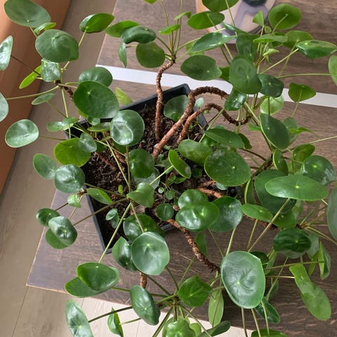 Pilea peperomioides kinesisk pengeplante stor grøn stueplante | DBA