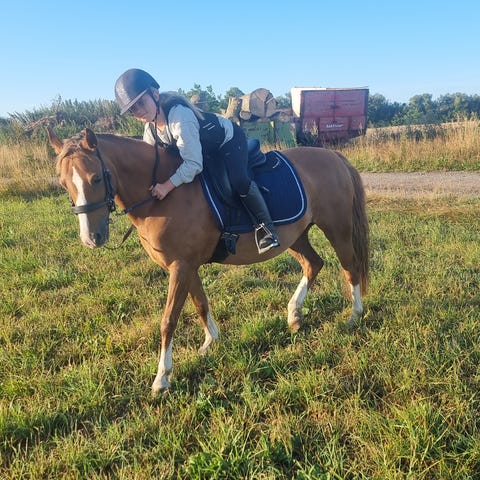 Skøn haflinger til slag | DBA