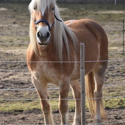 Skøn haflinger til slag | DBA