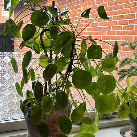 Pilea peperomioides kinesisk pengeplante stor grøn stueplante | DBA