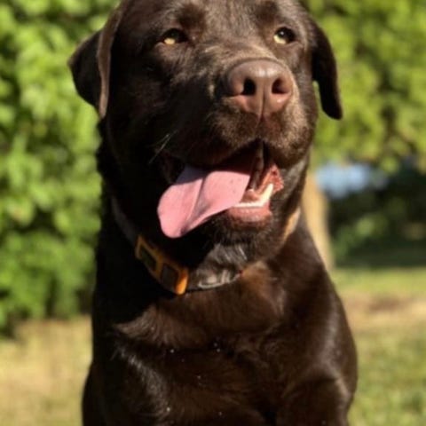Flot sort labrador han - 5 måneder | DBA