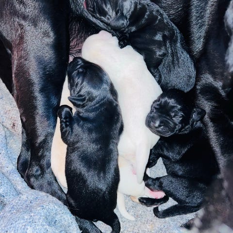 Flot sort labrador han - 5 måneder | DBA